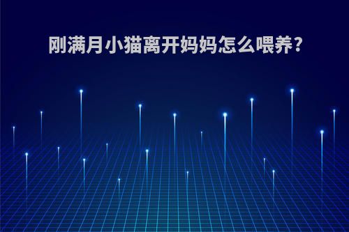 刚满月小猫离开妈妈怎么喂养?